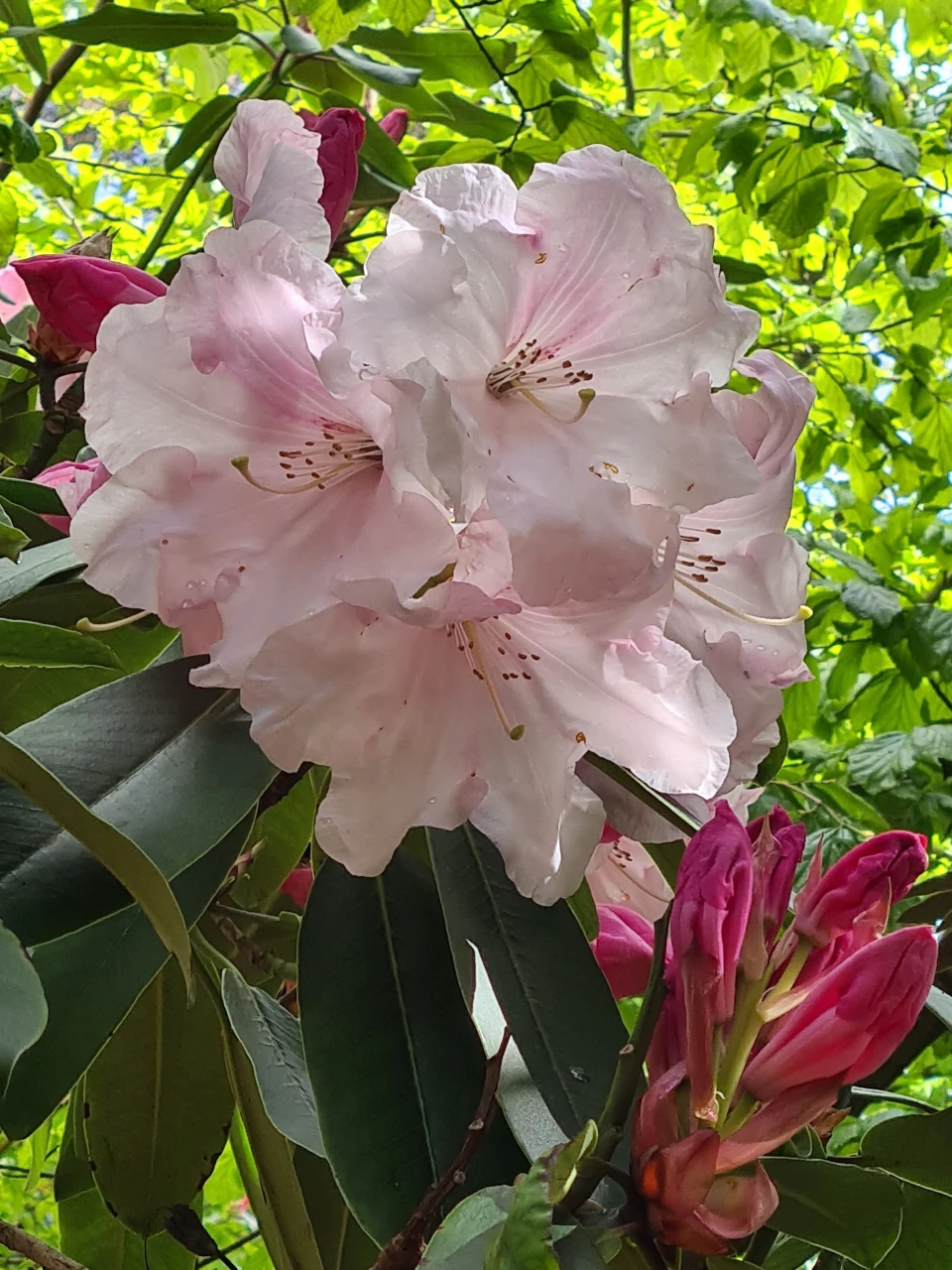 'Loderi Sir Joseph Hooker'